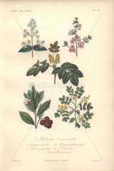 Decorative botanical print with deutzia  almond  mahonia and coronilla