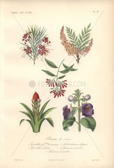 Decorative botanical print with rosemary grevillea  silky oak  guzmania and gloxinia