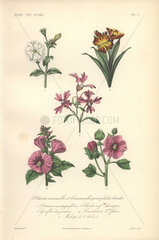 Five annuals: white petunia  wallflower  clarkie  purple mallow and malope.