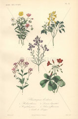 Decorative botanical print with rockrose  corydalis  toadflax  wild pink and woodsorrel