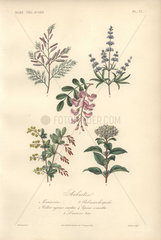Decorative botanical print with tamarind  locust tree  chaste tree  barberry and viburnum