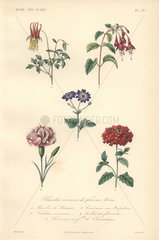 Decorative botanical print with columbine  fuchsia  cineraria  carnation and vervain