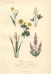 Decorative botanical print with spearwort  clover  marsh marigold  bulrush  loosestrife