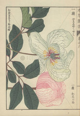 Two peony flowers. Paeonia obovata. Yama shakuyaku.