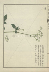 Species of Japanese angelica miqueliana. Kouhon