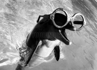 Delphin mit riesiger Brille