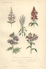 Decorative botanical print with snapdragon  lobelia  valerian  veronica and Peruvian lily
