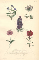 Decorative botanical print with nemophila  babystars  larkspur  crepin and purslane