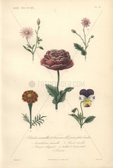 Five annuals: xeranthemum  large purple poppy  purple ragwort  French marigold and pansy.