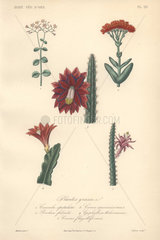Decorative botanical print with crassula  rochea  cereus cactus and epiphyllum