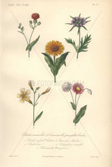 Five annuals: scarlet arnoglossum  teasel  pot marigold  painted tongue and rhodanthe.