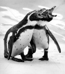 2 kleine Pinguine