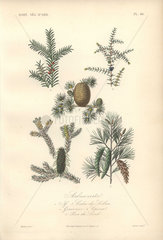 Decorative botanical print with juniper  cedar and spruce