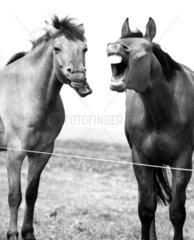 Zwei lachende Pferde SW 1319
