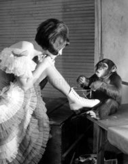 Schimpanse bindet Frau den Schuh zu