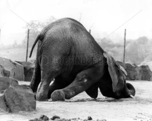 Elefant wuehlt