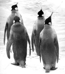 vier grosse Pinguine