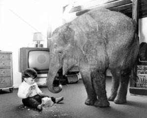 Elefant und Kind im Wohnzimmer