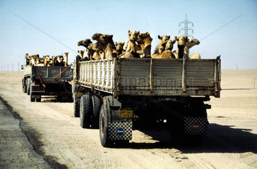 Kamele werden auf Lastwagen transportiert