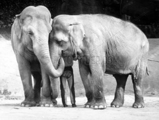 zwei Elefanten schmusen