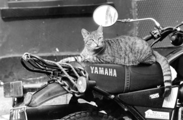 Katze sitzt auf einem Motorrad