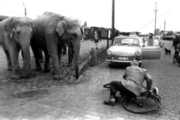 Elefanten schauen Fahrradunfall zu