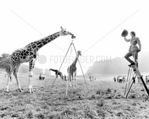 Giraffe fotografiert Ranger