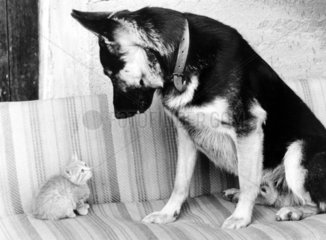 Schaeferhund und Katze