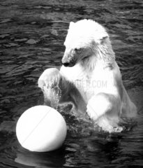 Eisbaer spielt mit Ball im Wasser