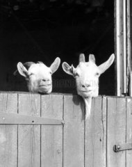 Zwei Ziegen schauen aus dem Stall