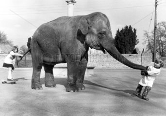 Kinder spielen mit Elefant
