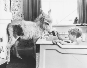 Esel und Kind im Badezimmer