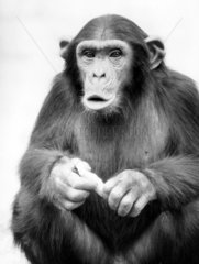 Schimpanse macht Schnute