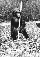 Schimpanse als Gaertner