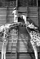 Giraffen belaestigen Mann auf Leiter