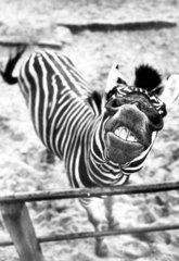 Zebra schaut hoch