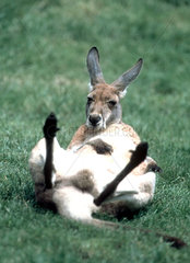 Kaenguru liegt auf dem Ruecken