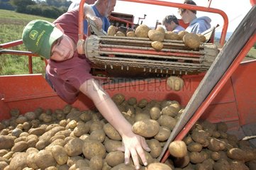 Sortieren bei Kartoffelernte