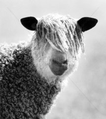 Schaf mit Locken