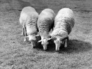 drei Schafe auf der Weide