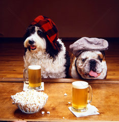 Zwei witzige Hunde sitzen vor 2 Glas Bier