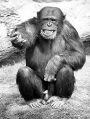 Schimpanse macht Grimasse
