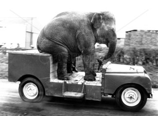 Elefant faehrt Auto
