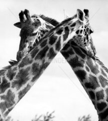 Zwei Giraffen kuschelnd