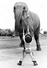 Cowboy spielen mit Elefant