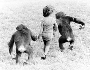 Schimpansen und Maedchen gehen spazieren