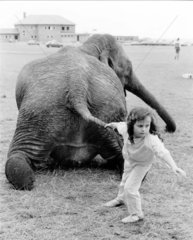 Kind zieht Elefant am Schwanz