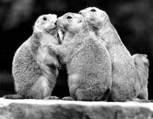 drei Murmeltiere