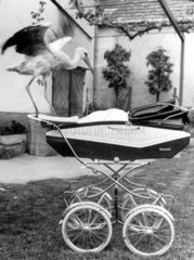 Storch auf Kinderwagen