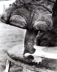 Elefant Ruessel Maus